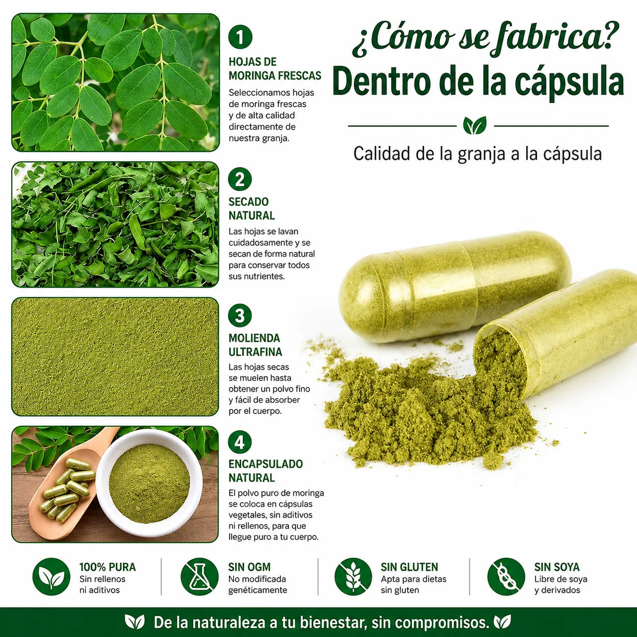 MORINGA ¡Energía y bienestar natural!