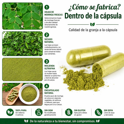 MORINGA ¡Energía y bienestar natural!